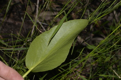 Liparophyllum exaltatum