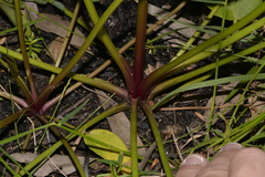 Liparophyllum exaltatum