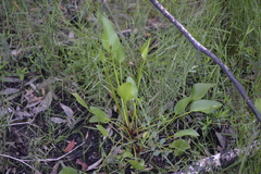 Liparophyllum exaltatum