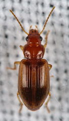 Bradycellus verbasci