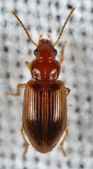 Bradycellus verbasci