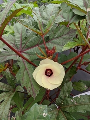 Abelmoschus