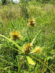 Cyperus lancastriensis