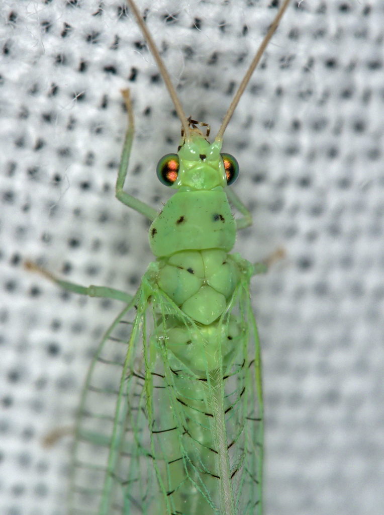 Apertochrysa prasina