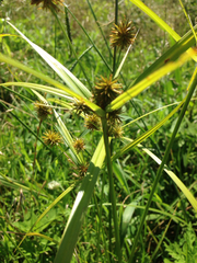 Cyperus lancastriensis