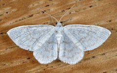 Asthena albulata