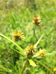 Cyperus lancastriensis