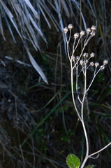 Senecio banksii