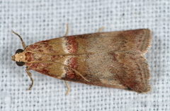 Acrobasis tumidana