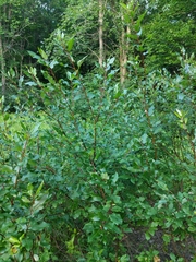Salix pyrifolia