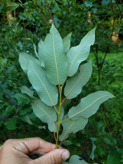 Salix pyrifolia