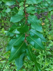 Salix pyrifolia