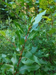 Salix pyrifolia