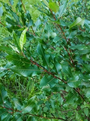 Salix pyrifolia