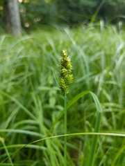 Carex arcta