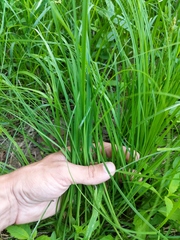 Carex arcta
