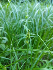 Carex arcta