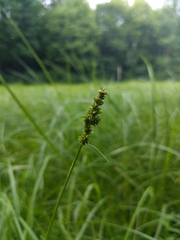 Carex arcta
