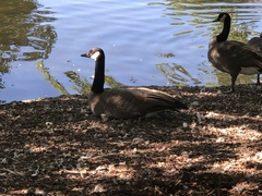 Branta canadensis