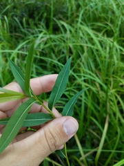 Salix pedicellaris