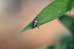 Neoclytus scutellaris