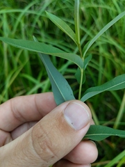 Salix pedicellaris