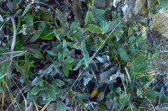 Senecio banksii