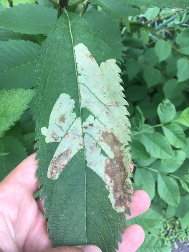 Calycomyza flavinotum photo 4