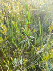Kalmia polifolia