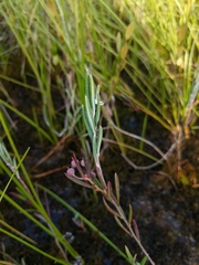 Andromeda polifolia latifolia