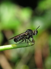 Cerotainia macrocera