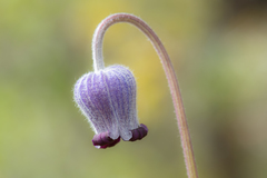Clematis hirsutissima