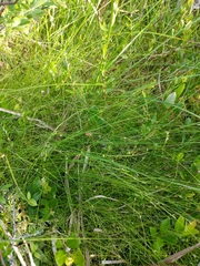 Carex billingsii