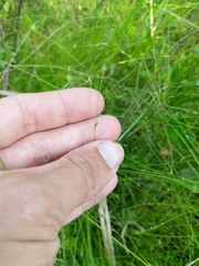 Carex billingsii