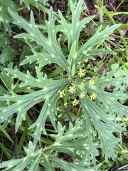 Aconitum barbatum puberulum