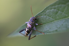Neoclytus scutellaris