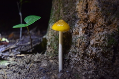 Hymenopellis sinapicolor