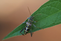 Neoclytus scutellaris
