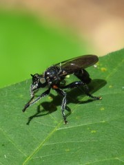 Laphria sicula