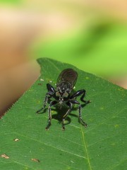 Laphria sicula