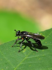 Laphria sicula