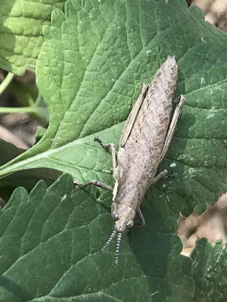 Ichthyotettix mexicanus