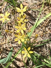Triteleia ixioides anilina
