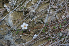 Samolus repens repens