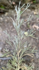 Artemisia tripartita tripartita