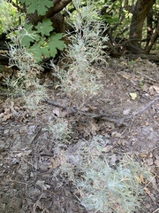 Artemisia tripartita tripartita
