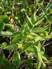 Orbexilum onobrychis