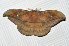 Copaxa multifenestrata