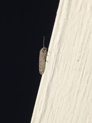 Yponomeuta multipunctella