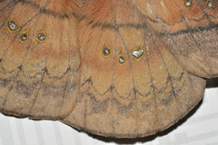 Copaxa multifenestrata